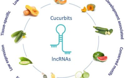 New Paper Published: A Comprehensive Study on lncRNAs in Cucurbitaceae